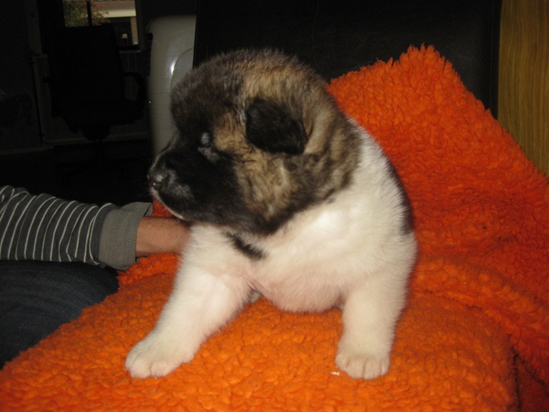 Puppies